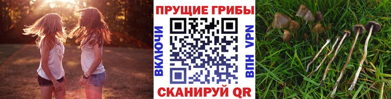 Галлюциногенные грибы прущие грибы  Купить где  Анжеро-Судженск 